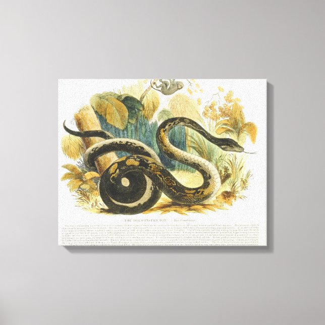 Die Boa Constrictor, pädagogische Illustrationsstä Leinwanddruck (Vorderseite)