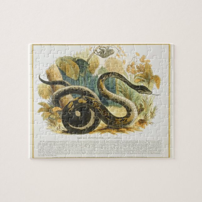 Die Boa constrictor, pädagogischer Illustration Puzzle (Horizontal)