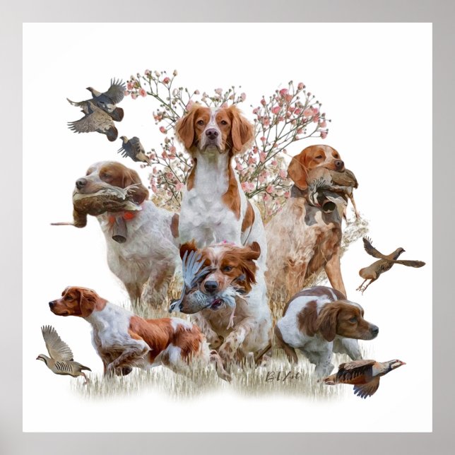 Die Bretagne-Spaniels, die Vogeljagdsaison Poster (Vorne)