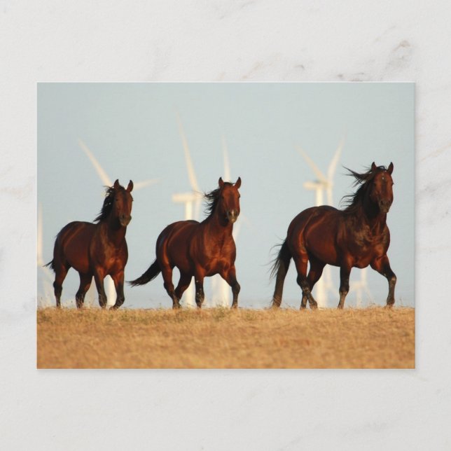 die Brise schlagen Postkarte (Vorderseite)