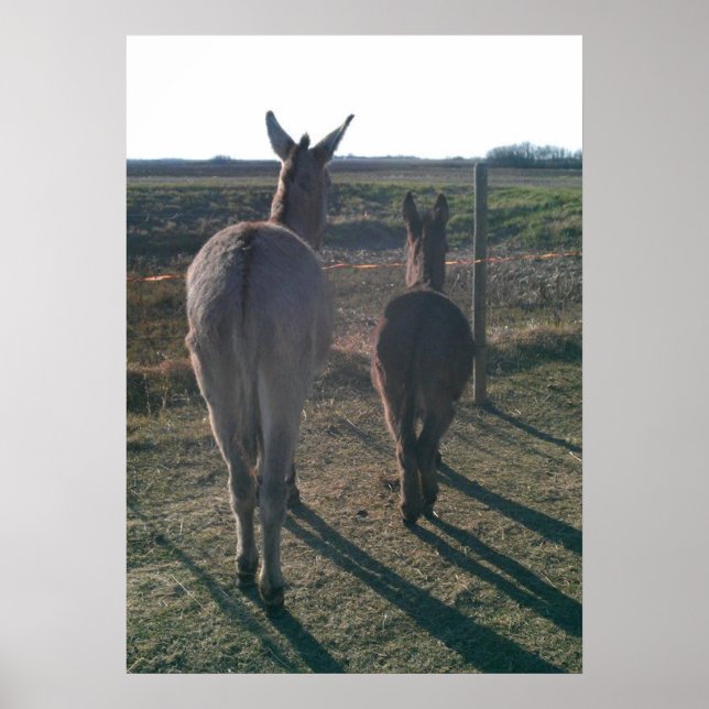 Die Brüder der Donkey Poster (Vorne)