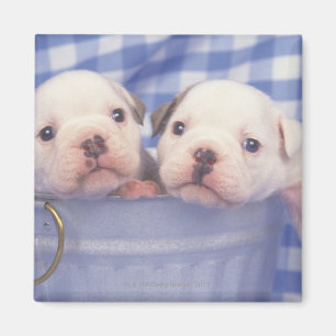 Die Bulldogge, häufig genannt die englische Magnet