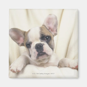 Die Bulldogge, häufig genannt die englische Magnet