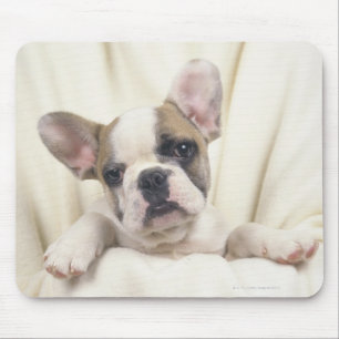 Die Bulldogge, häufig genannt die englische Mousepad