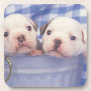 Die Bulldogge, häufig genannt die englische Untersetzer