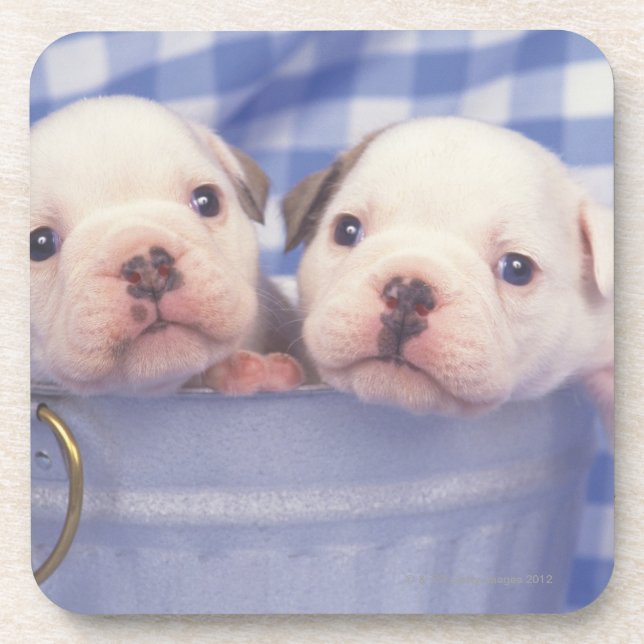 Die Bulldogge, häufig genannt die englische Untersetzer (Vorderseite)