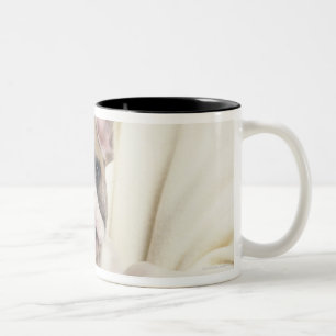 Die Bulldogge, häufig genannt die englische Zweifarbige Tasse