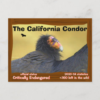 Die California Condor ist ein großartiger Vogel -2 Postkarte