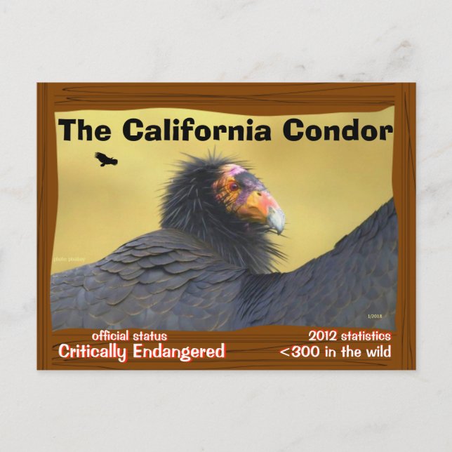 Die California Condor ist ein großartiger Vogel - Postkarte (Vorderseite)