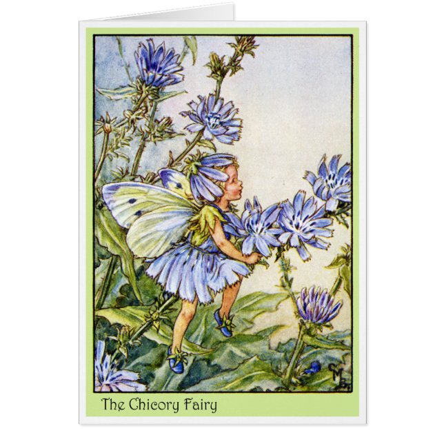 Die Chicoroer Fairy (Vorne)
