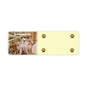 Die Chihuahua-Gruppe
