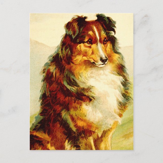 Die Collie Postkarte (Vorderseite)