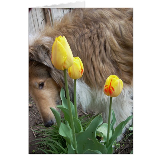 Die Collie und die Tulpen (Vorne)
