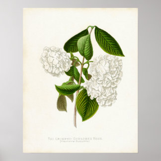 Die Crumpled Gueldres-Rose Poster