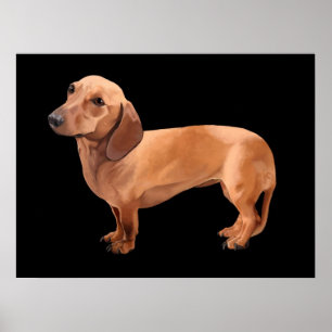 Die Dackel durch gerahmten Druck Stephen Renn Poster