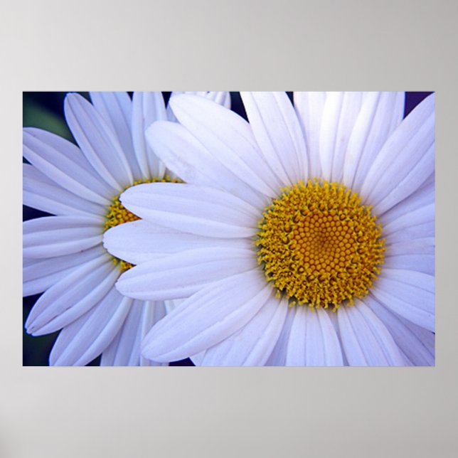 Die Daisies - 20 x 30 Poster (Vorne)