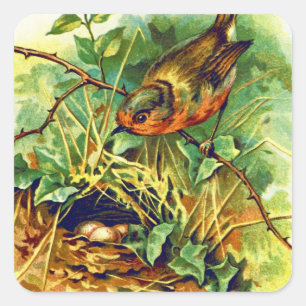 Die Des Robins Nest-Vintage Illustration Quadratischer Aufkleber
