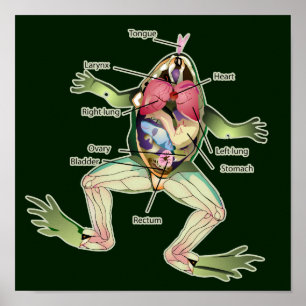 Die Die Anatomie-Dunkelheits-Grafik des Frosches Poster