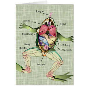 Die Die Anatomie-Illustration des Frosches