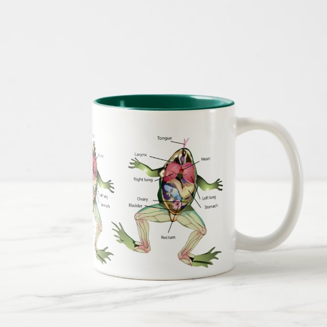 Die Die Anatomie-Illustration des Frosches Zweifarbige Tasse (Rechts)