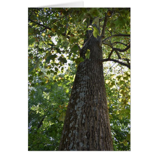 Die Dinge schauen nach oben! (Vorne)