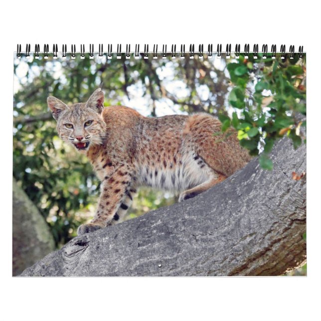 Die Dörfer Vogel und Tier-Kalender Kalender (Titelbild)