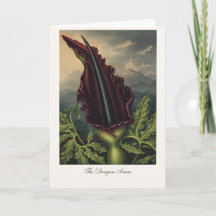 Die Drachenwurz — Moderne botanische Neuinterpreta