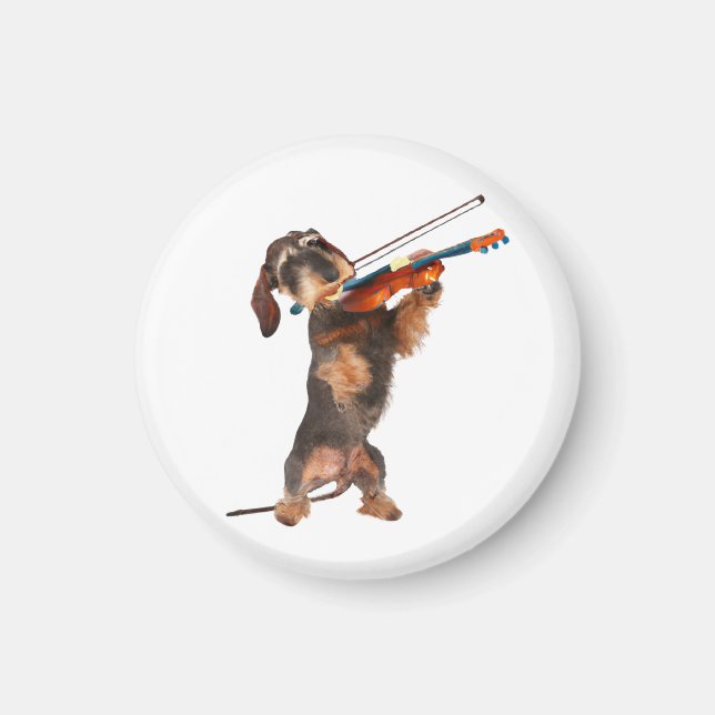 Die Drahthaar-Dackel, die Geige spielt Magnet (Vorne)