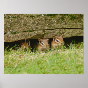 die drei Amigos Poster