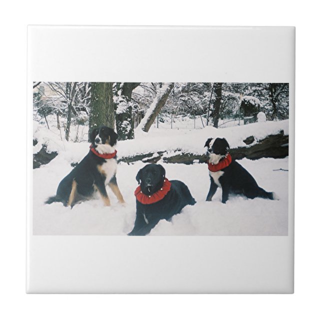 Die drei Musketiere! Fliese (Vorderseite)