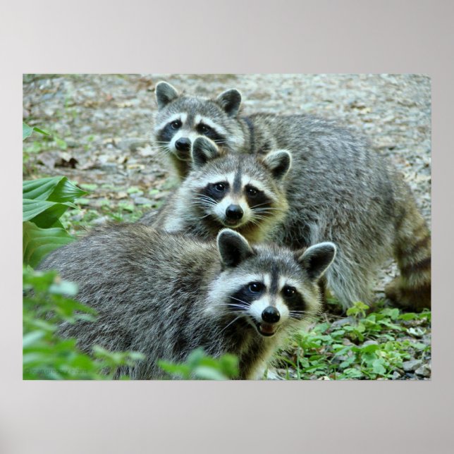 Die drei Raccoon Poster (Vorne)