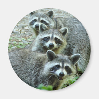 Die drei Raccoons Magnet