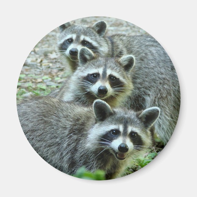 Die drei Raccoons Magnet (Vorne)