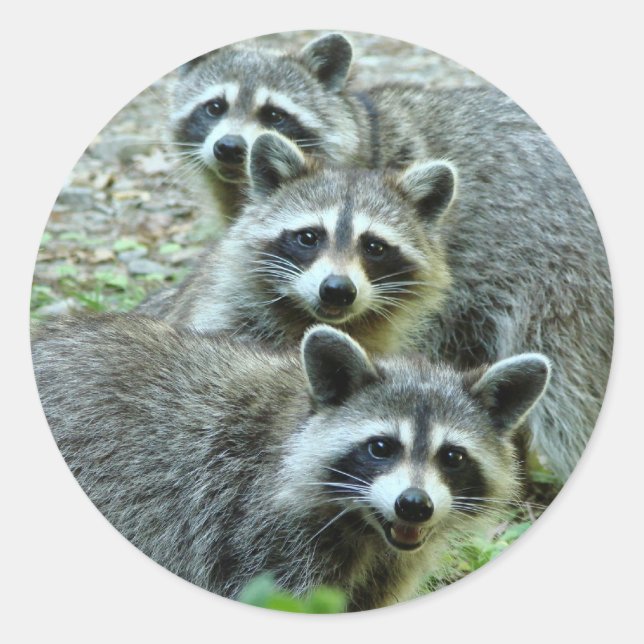 Die drei Raccoons Runder Aufkleber (Vorderseite)