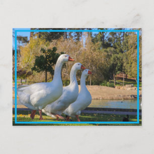 Die drei Stooges Postkarte