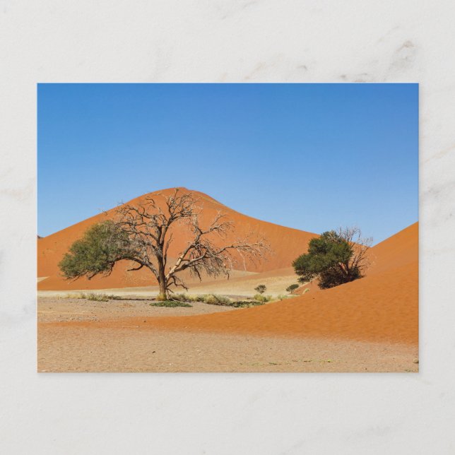 Die Dünen des Sossusvlei in Namibia Postkarte (Vorderseite)