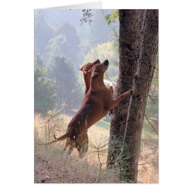 Die Eichhörnchenjagd (Vorne)