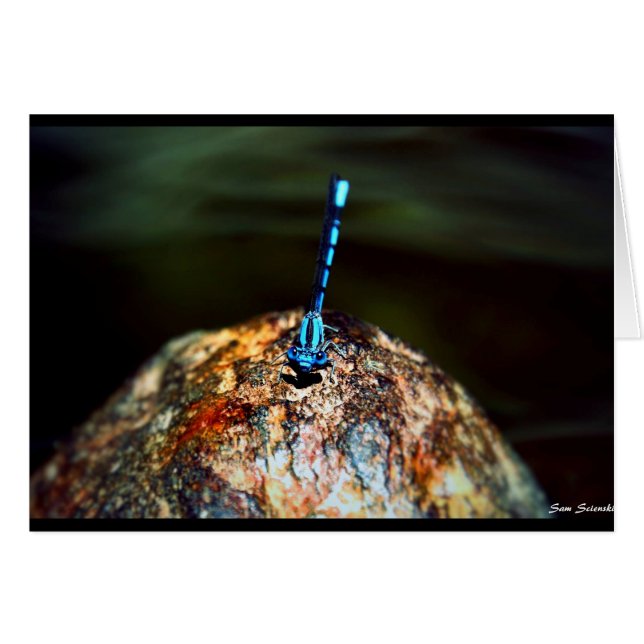 Die einsame Libelle (Vorderseite (Horizontal))