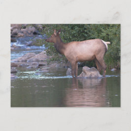Die Elche Kuh überquert den Fluss am frühen Morgen Postkarte