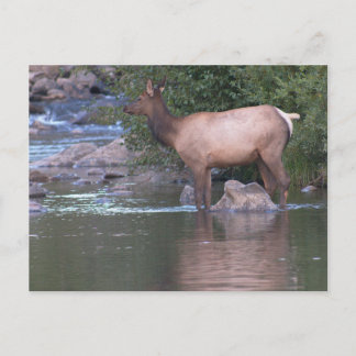 Die Elche Kuh überquert den Fluss am frühen Morgen Postkarte