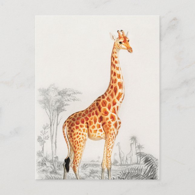 Die elegante Giraffe Postkarte (Vorderseite)