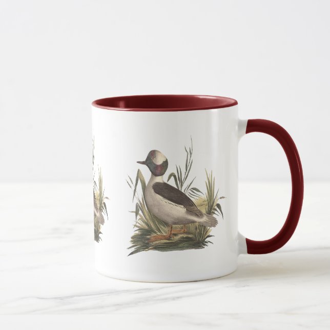 Die Ente mit Büffelkopf (Fuligula albeola) Tasse (Rechts)