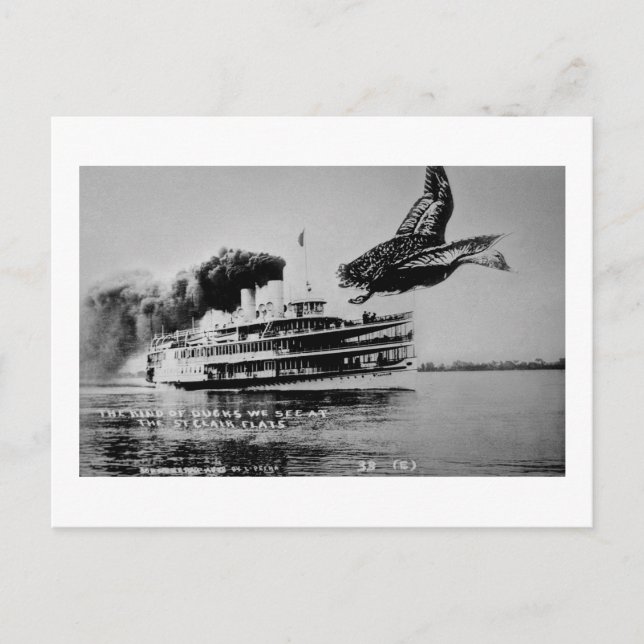 Die Enten, die wir sehen Postkarte (Vorderseite)