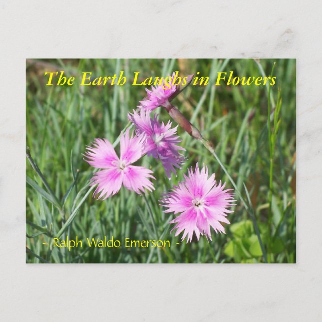 DIE ERDLAGE IN BLUME - DIANTHUS POSTKARTE (Vorderseite)