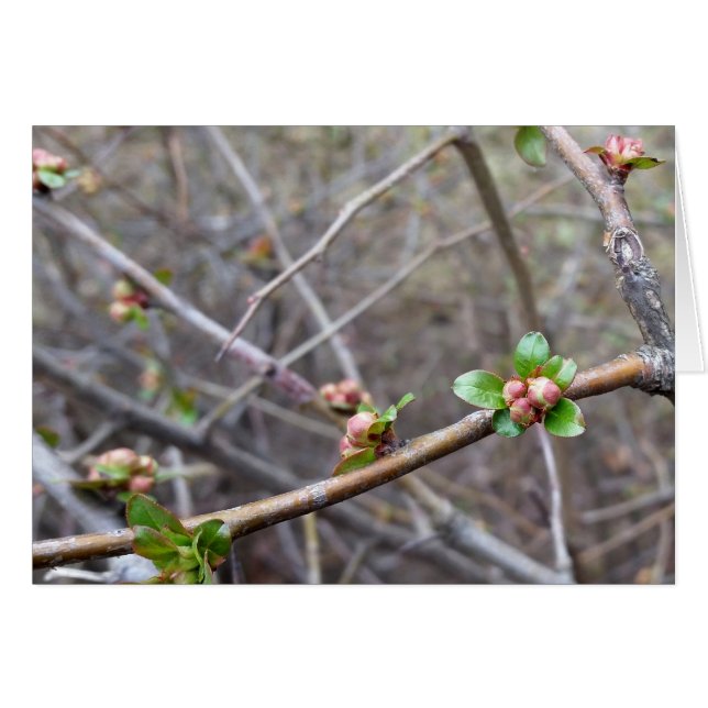 die ersten Knospen (Vorderseite (Horizontal))