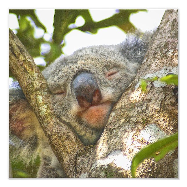 Die Erweiterung des Koala-Bären Fotodruck (Vorne)