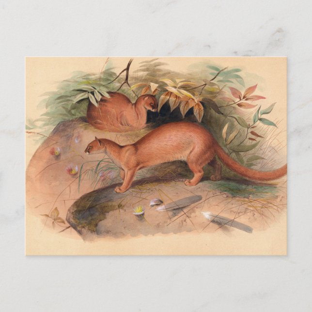 Die Eyra von Joseph Wolf Postkarte (Vorderseite)