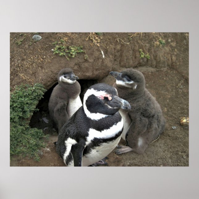 Die Familie Pinguin Poster (Vorne)