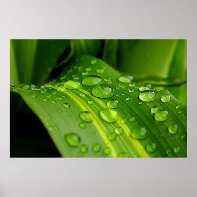 Die Farbe des Regens. Poster (Vorne)