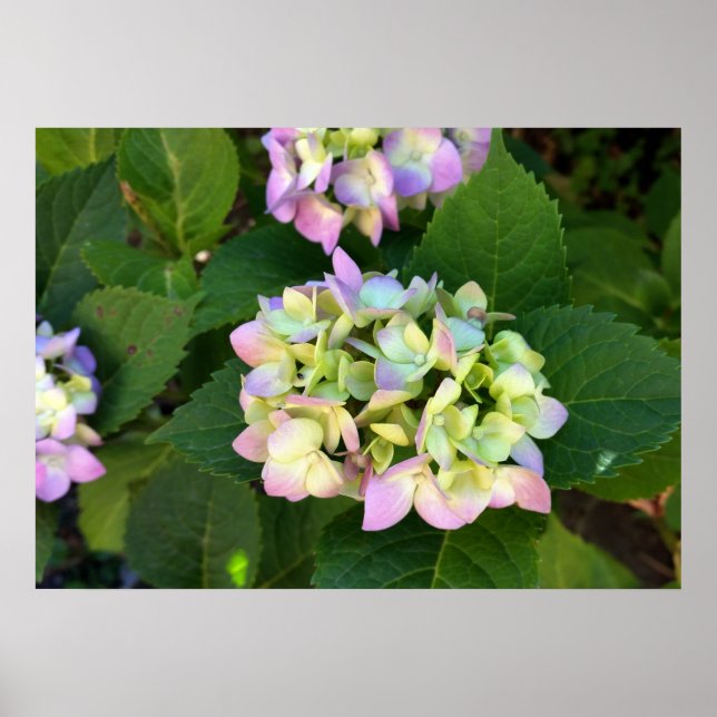 die Farben des Sommers Poster (Vorne)